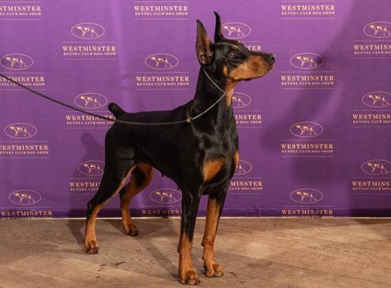 February 4, 2026, Bronx, New York, USA: Penny the Doberman Pinscher winner of Best in Show attends Westminster Kennel Club Dog Show Champion s Lunch at Peak with Priceless restaurant at The Edge observation deck in New York, NY on February 4, 2026. Bronx USA - ZUMAr339 20260204_znp_r339_105 Copyright: xLevxRadinx