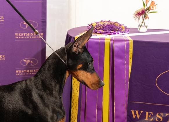 February 4, 2026, Bronx, New York, USA: Penny the Doberman Pinscher winner of Best in Show attends Westminster Kennel Club Dog Show Champion s Lunch at Peak with Priceless restaurant at The Edge observation deck in New York, NY on February 4, 2026. Bronx USA - ZUMAr339 20260204_znp_r339_109 Copyright: xLevxRadinx