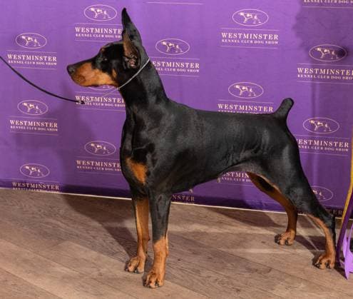 February 4, 2026, Bronx, New York, USA: Penny the Doberman Pinscher winner of Best in Show attends Westminster Kennel Club Dog Show Champion s Lunch at Peak with Priceless restaurant at The Edge observation deck in New York, NY on February 4, 2026. Bronx USA - ZUMAr339 20260204_znp_r339_110 Copyright: xLevxRadinx