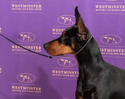 February 4, 2026, Bronx, New York, USA: Penny the Doberman Pinscher winner of Best in Show attends Westminster Kennel Club Dog Show Champion s Lunch at Peak with Priceless restaurant at The Edge observation deck in New York, NY on February 4, 2026. Bronx USA - ZUMAr339 20260204_znp_r339_111 Copyright: xLevxRadinx