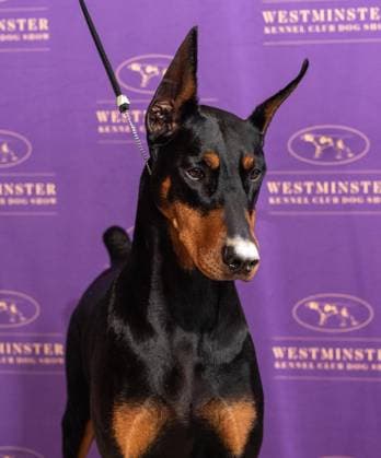 February 4, 2026, Bronx, New York, USA: Penny the Doberman Pinscher winner of Best in Show attends Westminster Kennel Club Dog Show Champion s Lunch at Peak with Priceless restaurant at The Edge observation deck in New York, NY on February 4, 2026. Bronx USA - ZUMAr339 20260204_znp_r339_112 Copyright: xLevxRadinx