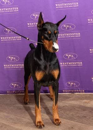 February 4, 2026, Bronx, New York, USA: Penny the Doberman Pinscher winner of Best in Show attends Westminster Kennel Club Dog Show Champion s Lunch at Peak with Priceless restaurant at The Edge observation deck in New York, NY on February 4, 2026. Bronx USA - ZUMAr339 20260204_znp_r339_113 Copyright: xLevxRadinx