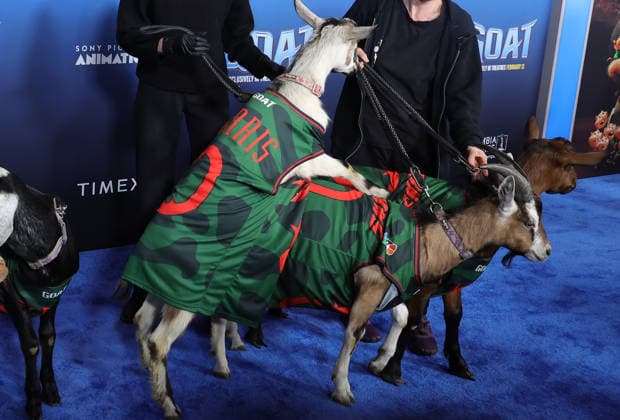 Celebrities attend the Los Angeles premiere of Columbia Pictures and Sony Pictures Animation s GOAT at the AMC Century City 15 in Los Angeles United States Featuring: Atmosphere Where: Los Angeles, California, United States When: 07 Feb 2026 Credit: Faye s Vision Cover Images EDITORIAL USE ONLY. NOT FOR USE BY NEWSPAPERS BASED IN THE UK. Copyright: xx coverimg55443864