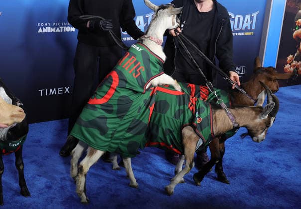 Celebrities attend the Los Angeles premiere of Columbia Pictures and Sony Pictures Animation s GOAT at the AMC Century City 15 in Los Angeles United States Featuring: Atmosphere Where: Los Angeles, California, United States When: 07 Feb 2026 Credit: Faye s Vision Cover Images EDITORIAL USE ONLY. NOT FOR USE BY NEWSPAPERS BASED IN THE UK. Copyright: xx coverimg55443865