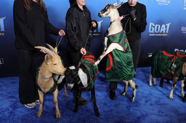 Celebrities attend the Los Angeles premiere of Columbia Pictures and Sony Pictures Animation s GOAT at the AMC Century City 15 in Los Angeles United States Featuring: Atmosphere Where: Los Angeles, California, United States When: 07 Feb 2026 Credit: Faye s Vision Cover Images EDITORIAL USE ONLY. NOT FOR USE BY NEWSPAPERS BASED IN THE UK. Copyright: xx coverimg55443867