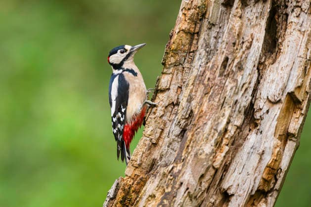 Great spotted woodpecker, bunt Woodpecker, Big Great spotted woodpecker, Red-headed woodpecker, Red Woodpecker, Pileated woodpecker, Shield Specht Picoides major, Dendrocopos Major , sits to a rotting Tree trunk, Germany, Bavaria Great spotted Woodpecker Picoides major, Dendrocopos Major , Sitting ON to Old rot Tree Trunk in Late summer, Germany, Bavaria BLWS742062 Copyright: xblickwinkel D.xu.xM.xSheldonx