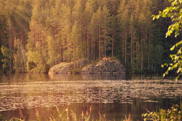 Ein ruhiger schwedischer See im Wald mit einer kleinen Felseninsel und dichten Nadelbäumen. Sanftes Sonnenlicht beleuchtet die herbstliche Landschaft und spiegelt sich im Wasser wider. Swedish forest lake with rocky island, natural landscape in autumnal light (License=RF) Copyright: xZoonar.com MartinxKöbschx 24626094
