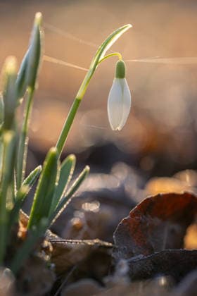 Schneeglöckchen im Morgengrauen bei Arnsberg am 09.02.2026 Frühlingserwachen im Sauerland. Die ersten Schneeglöckchen strecken ihre Köpfchen raus, während die Sonne den nächtlichen Frost auftaut. *** Snowdrops at dawn near Arnsberg on 09 02 2026 Spring awakening in the Sauerland The first snowdrops poke their heads out as the sun thaws the night frost Copyright: xx xChantalxAndersx