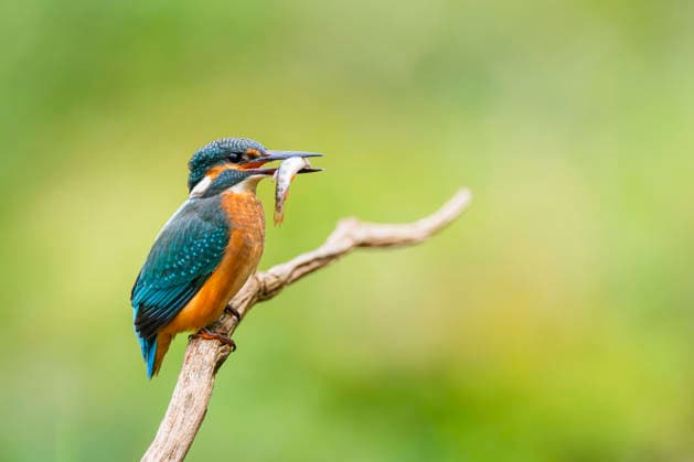 Kingfisher Alcedo atthis , sits at a Old Ast with a Fresh Prisoners Fish at Schnabel, Germany, Bavaria River Kingfisher Alcedo atthis , perching ON to Old Wooden Branch With a freshly Caught Fish in its beak, Germany, Bavaria BLWS742088 Copyright: xblickwinkel D.xu.xM.xSheldonx