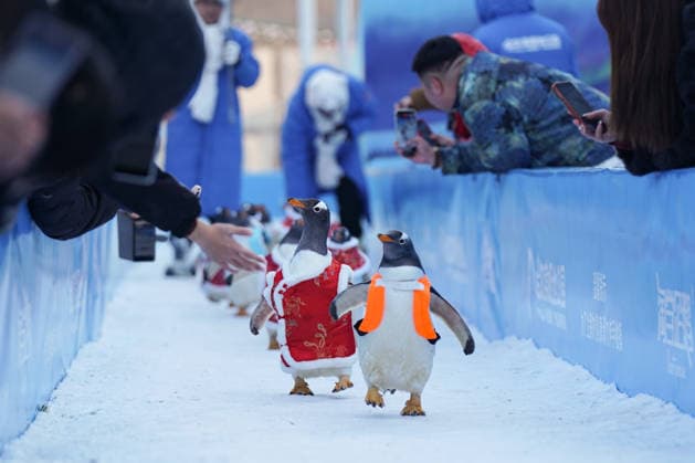 HARBIN, CHINA - FEBRUARY 10: Tourists watch a parade of penguins at Harbin Polar Park as the Spring Festival approaches on February 10, 2026 in Harbin, Heilongjiang Province of China. Penguins are dressed in red Tang suits, Chinese traditional costumes, to greet the upcoming Spring Festival.  Copyright: xChinaxNewsxServicex 111620347426