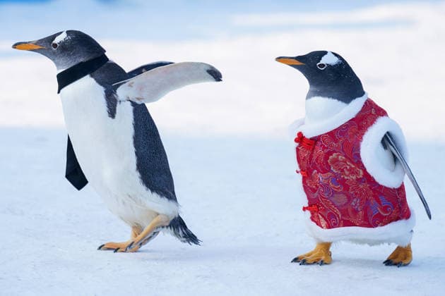HARBIN, CHINA - FEBRUARY 10: Tourists watch a parade of penguins at Harbin Polar Park as the Spring Festival approaches on February 10, 2026 in Harbin, Heilongjiang Province of China. Penguins are dressed in red Tang suits, Chinese traditional costumes, to greet the upcoming Spring Festival.  Copyright: xChinaxNewsxServicex 111620347457