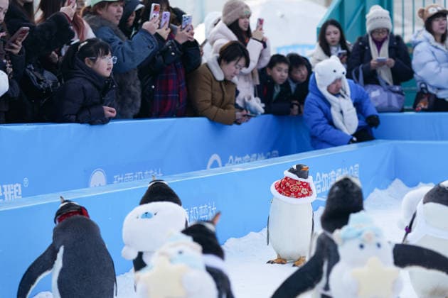 HARBIN, CHINA - FEBRUARY 10: Tourists watch a parade of penguins at Harbin Polar Park as the Spring Festival approaches on February 10, 2026 in Harbin, Heilongjiang Province of China. Penguins are dressed in red Tang suits, Chinese traditional costumes, to greet the upcoming Spring Festival.  Copyright: xChinaxNewsxServicex 111620347472