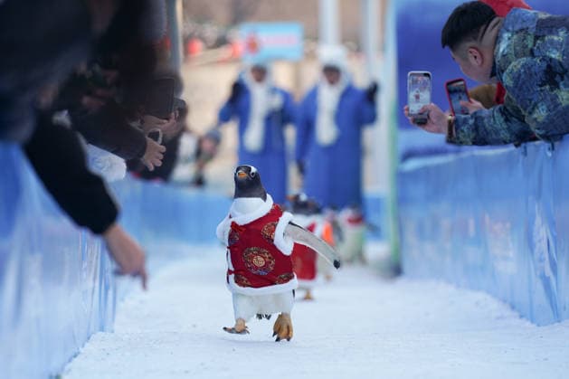 HARBIN, CHINA - FEBRUARY 10: Tourists watch a parade of penguins at Harbin Polar Park as the Spring Festival approaches on February 10, 2026 in Harbin, Heilongjiang Province of China. Penguins are dressed in red Tang suits, Chinese traditional costumes, to greet the upcoming Spring Festival.  Copyright: xChinaxNewsxServicex 111620347561