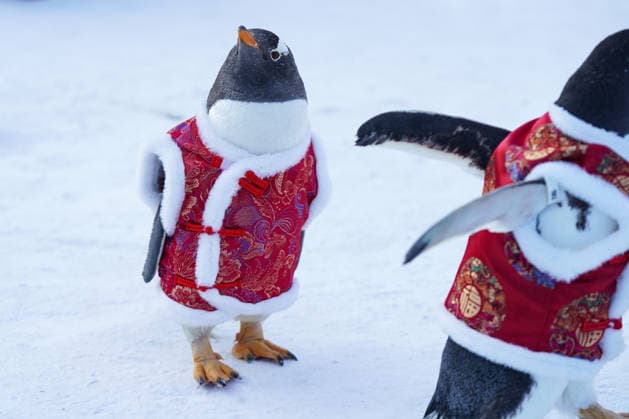 HARBIN, CHINA - FEBRUARY 10: Tourists watch a parade of penguins at Harbin Polar Park as the Spring Festival approaches on February 10, 2026 in Harbin, Heilongjiang Province of China. Penguins are dressed in red Tang suits, Chinese traditional costumes, to greet the upcoming Spring Festival.  Copyright: xChinaxNewsxServicex 111620347575