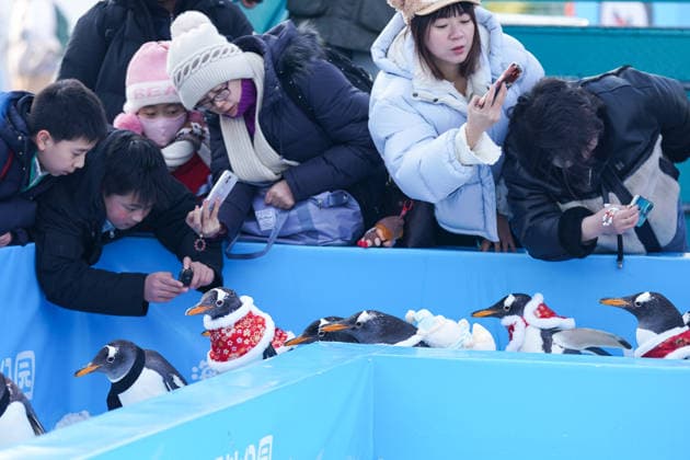HARBIN, CHINA - FEBRUARY 10: Tourists watch a parade of penguins at Harbin Polar Park as the Spring Festival approaches on February 10, 2026 in Harbin, Heilongjiang Province of China. Penguins are dressed in red Tang suits, Chinese traditional costumes, to greet the upcoming Spring Festival.  Copyright: xChinaxNewsxServicex 111620347437