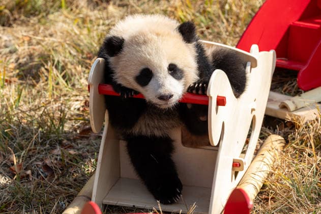 (260211) -- CHENGDU, Feb. 11, 2026 -- A giant panda cub plays on a wooden horse at the Shenshuping giant panda base of the China Conservation and Research Center for the Giant Panda in Wolong, southwest China s Sichuan Province, on Feb. 5, 2026. Thirty giant panda cubs were gathered at the China Conservation and Research Center for the Giant Panda and the Chengdu Research Base of Giant Panda Breeding recently to send Spring Festival greetings. A total of 45 cubs were born in the two breeding bases in 2025. (Photo by Xinhua) CHINA-SICHUAN-GIANT PANDA CUBS (CN) ChenxJuwei 
