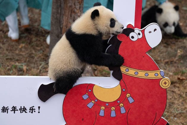 (260211) -- CHENGDU, Feb. 11, 2026 -- A giant panda cub is pictured during a group appearance event in celebration of the Spring Festival at the Chengdu Research Base of Giant Panda Breeding in Chengdu, southwest China s Sichuan Province, on Feb. 4, 2026. Thirty giant panda cubs were gathered at the China Conservation and Research Center for the Giant Panda and the Chengdu Research Base of Giant Panda Breeding recently to send Spring Festival greetings. A total of 45 cubs were born in the two breeding bases in 2025. ) CHINA-SICHUAN-GIANT PANDA CUBS (CN) XuxBingjie 