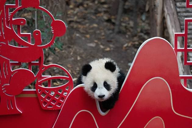(260211) -- CHENGDU, Feb. 11, 2026 -- A giant panda cub is pictured during a group appearance event in celebration of the Spring Festival at the Chengdu Research Base of Giant Panda Breeding in Chengdu, southwest China s Sichuan Province, on Feb. 4, 2026. Thirty giant panda cubs were gathered at the China Conservation and Research Center for the Giant Panda and the Chengdu Research Base of Giant Panda Breeding recently to send Spring Festival greetings. A total of 45 cubs were born in the two breeding bases in 2025. ) CHINA-SICHUAN-GIANT PANDA CUBS (CN) XuxBingjie 