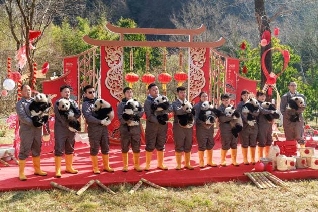 (260211) -- CHENGDU, Feb. 11, 2026 -- Giant panda cubs held by their breeders are pictured during a group appearance event in celebration of the Spring Festival at the Shenshuping giant panda base of the China Conservation and Research Center for the Giant Panda in Wolong, southwest China s Sichuan Province, on Feb. 5, 2026. Thirty giant panda cubs were gathered at the China Conservation and Research Center for the Giant Panda and the Chengdu Research Base of Giant Panda Breeding recently to send Spring Festival greetings. A total of 45 cubs were born in the two breeding bases in 2025. (Photo by Xinhua) CHINA-SICHUAN-GIANT PANDA CUBS (CN) ChenxJuwei 