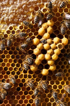 MR_ID32793_23825_AnnaVila.jpg Honeybees actively pollinate in a vibrant hive, exemplifying their crucial role in apiculture and sustainability. This natural scene highlights the importance of pollinators. Model Released Cardellach_ID32793_1116305_048 Copyright: xCardellachx