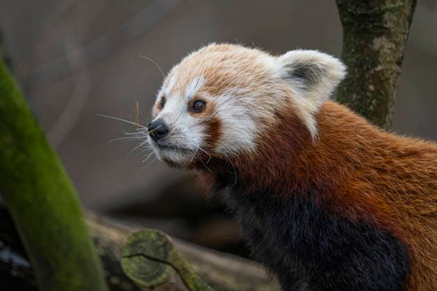 One of the two lesser pandas Ailurus fulgens , also known as the red panda or cat bear, born on 08 06 2025 at Tierpark Berlin Friedrichsfelde, climbing in the enclosure at Tierpark Berlin