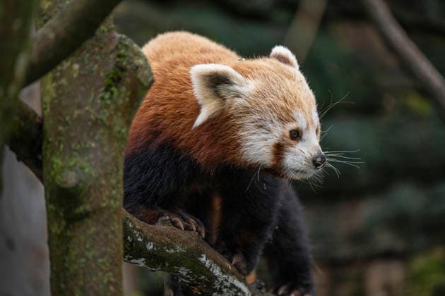 One of the two lesser pandas Ailurus fulgens , also known as the red panda or cat bear, born on 08 06 2025 at Tierpark Berlin Friedrichsfelde, climbing in the enclosure at Tierpark Berlin
