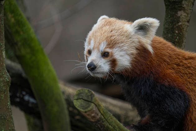 One of the two lesser pandas Ailurus fulgens , also known as the red panda or cat bear, born on 08 06 2025 at Tierpark Berlin Friedrichsfelde, climbing in the enclosure at Tierpark Berlin