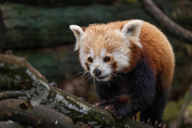 One of the two lesser pandas Ailurus fulgens , also known as the red panda or cat bear, born on 08 06 2025 at Tierpark Berlin Friedrichsfelde, climbing in the enclosure at Tierpark Berlin