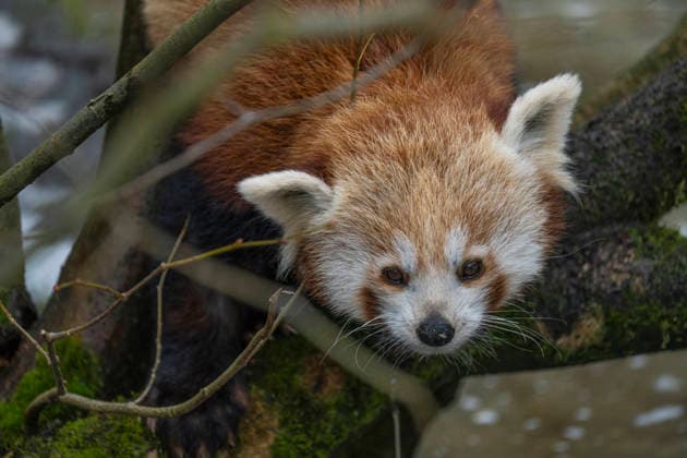 One of the two lesser pandas Ailurus fulgens , also known as the red panda or cat bear, born on 08 06 2025 at Tierpark Berlin Friedrichsfelde, climbing in the enclosure at Tierpark Berlin
