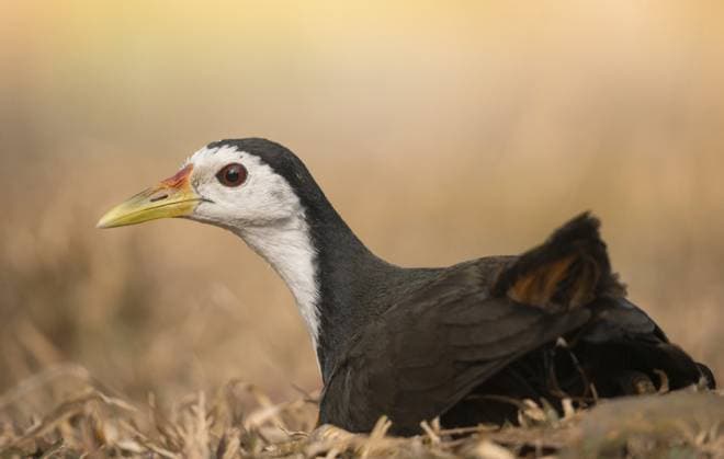 Creative Highlights World Aufnahme eines Weißbrusttriels (Amaurornis phoenicurus), Sreepeur, Gazipur Clseup of a white-breasted waterhen (Amaurornis phoenicurus), Sreepeur, Gazipur Copyright: imageBROKER MojahidxMottakin ibxmmo16491145.jpg