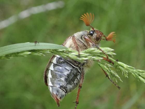 Creative Highlights World Käfer, Gemeiner Maikäfer (Melolontha melolontha), erkundet einen Grashalm in natürlicher Umgebung, Nahaufnahme in Grüntönen, Goms, Kanton Wallis, Schweiz Beetle, common cockchafer (Melolontha melolontha), exploring a blade of grass in a natural environment, close-up in shades of green, Goms, Canton Valais, Switzerland Copyright: imageBROKER SunbirdxImages ibxrvo16592569.jpg