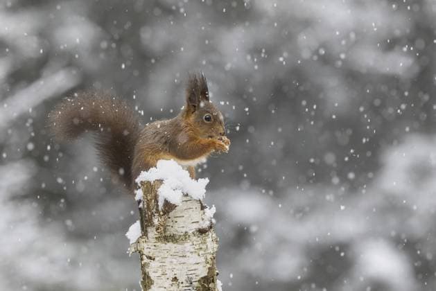 Rotes Eichhörnchen (Sciurus) frisst bei Schneefall auf einer toten Birke Red squirrel (Sciurus) feeding on a dead birch tree during snowfall Copyright: imageBROKER Alfredx&xAnnaliesexT ibxtru16401340.jpg