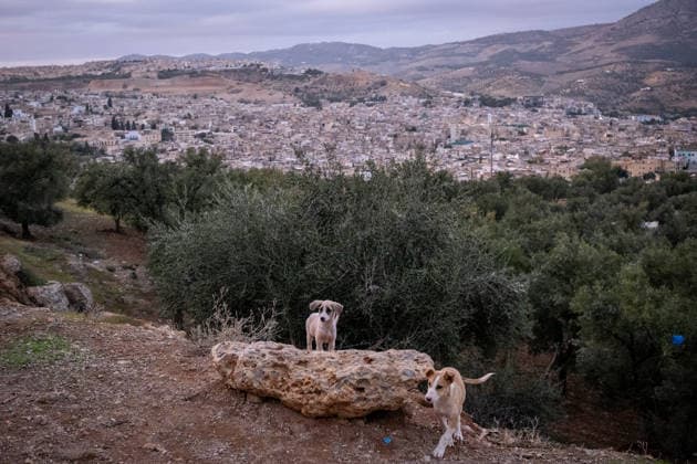 MOROCCO FES MEDINA DOGS LANDSCAPE View of two dogs on a rocky hill with the cityscape of the Medina of Fes in the background in Morocco on November 3 2023 The scene captures the contrast between dog nature and urban environment Vue de deux chiens sur une colline rocheuse avec le paysage urbain de la medina de Fes en arriere plan au Maroc le 3 Novembre 2023 La scene montre le contraste entre chien nature et lenvironnement urbain FEZ Medina Fes Morocco 
