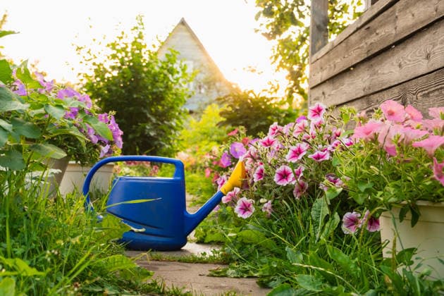Bauernhof Arbeiter Gartenarbeit Werkzeuge. Blaue kunststoff gießkanne für bewässerung pflanzen im garten mit blumen auf blumenbeet und blumentopf am sonnigen sommer tag. Gartenarbeit Hobby Landwirtschaft Konzept. Farm worker gardening tools. Blue plastic watering can for irrigation plants placed in garden with flowers on flowerbed and flowerpot on sunny summer day. Gardening hobby agriculture concept (License=RF) Copyright: xZoonar.com IuliiaxZavalishinax 24633858