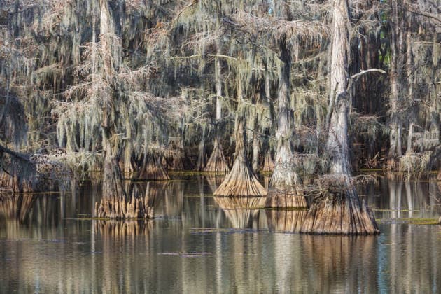 Creative Highlights World Sumpfzypressen stehen in einem ruhigen Teich, Texas, USA Bald cypress trees stand in a quiet pond, Texas, USA (License=RF) Copyright: xZoonar.com GalynaxAndrushkox 24645436