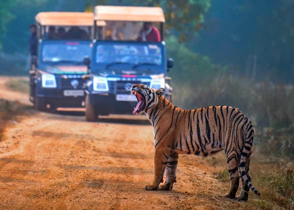 Tiger Yawns on Forest Track as Tourists Watch at Tadoba Andhari Tiger Reserve, Chandrapur Chandrapur Maharashtra , Feb 15 (ANI): A tiger yawns on a forest track as tourists watch from safari vehicles at Kolara Gate, Tadoba Andhari Tiger Reserve, in Chandrapur on Saturday. Chandrapur Maharashtra India Copyright: xANIx ANI_20260215008