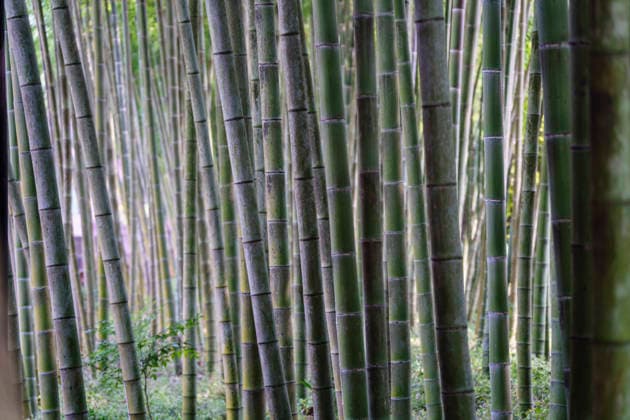 Creative Highlights World Bambuswald in der Nähe der Shitangxi-Brücke, Leshan Big Buddha Park, Stadt Leshan, Sichuan, China, Asien bamboo forest near Shitangxi bridge, Leshan Big Buddha Park, Leshan city, Sichuan, China, Asia (License=RF) Copyright: xZoonar.com Tolox 24649935