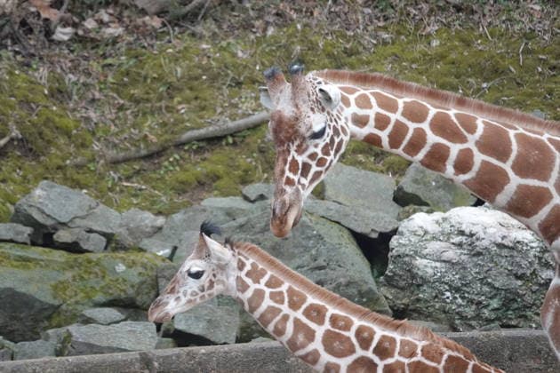 February 14, 2026, Memphis, Tennessee, USA: The Memphis Zoo has welcomed two baby reticulated giraffes since November of 2025, the most recent was born on Feb, 5th 2026. Their births are part of the AZA Species Survival Plan for giraffe conservation. The reticulated giraffe population has experienced a significant decline and they are listed as endangered. Photo was taken Feb, 14th, 2026. Memphis USA - ZUMAf103 20260214_zaf_f103_002 Copyright: xKarenxFochtx