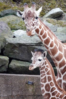 February 14, 2026, Memphis, Tennessee, USA: The Memphis Zoo has welcomed two baby reticulated giraffes since November of 2025, the most recent was born on Feb, 5th 2026. Their births are part of the AZA Species Survival Plan for giraffe conservation. The reticulated giraffe population has experienced a significant decline and they are listed as endangered. Photo was taken Feb, 14th, 2026. Memphis USA - ZUMAf103 20260214_zaf_f103_004 Copyright: xKarenxFochtx