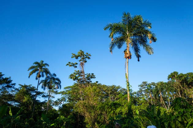 Hohe Palmen im Cuyabeno-Reservat, Ecuador A scenic view of tall palm trees in the Cuyabeno reserve, Ecuador, surrounded by lush tropical vegetation in the Amazon rainforest (License=RF) Copyright: xZoonar.com LaurentxDavoustx 24655442