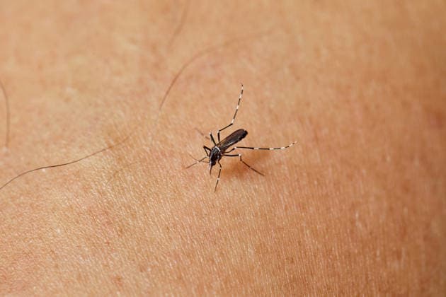 Close-up view of Mosquito sucking blood on human skin Phiman, Satun, Thailand R_GXKV260217C-1968027-01