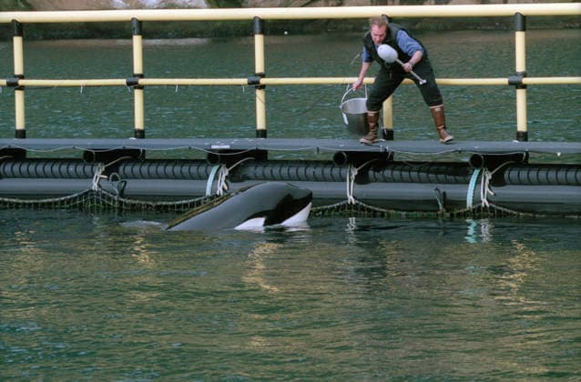 Sep 20, 1998 - Vestmannaeyjar, Iceland - Monitoring of killer whale Keiko. The process of preparing Keiko for the wild began on September 9, 1998, when he was flown to Klettsv k, a bay on the island of Heimaey in Vestmannaeyjar, Iceland. Upon landing, the C-17 Globemaster aircraft suffered a landing gear failure causing over $1 million in damage, though Keiko was unharmed. His day-to-day care became the responsibility of the Free Willy-Keiko Foundation with management assistance from the Ocean Futures Society. He underwent training designed to prepare him for his eventual release, including supervised swims in the open ocean. He died of pneumonia while swimming in the fjords on December 12, 2003, at 27-years-old and was buried in the cover - ZUMA1072 19980920_mck_m30_724 Copyright: xIMAGO ScottxMcxKiernanx