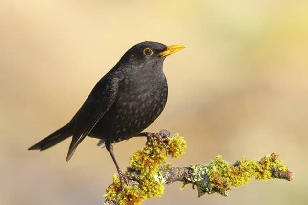 Amsel (Turdus merula), ausgewachsenes Männchen sitzt auf mit Moos und Flechten bewachsenen Ast, Wildlife, Drosseln, Winter, Naturfotografie, Fütterung, Winter, Siegerland, Nordrhein-Westfalen, Deutschland Blackbird (Turdus merula), adult male sitting on a branch covered with moss and lichen, wildlife, thrushes, winter, nature photography, feeding, winter, Siegerland, North Rhine-Westphalia, Germany Copyright: imageBROKER FriedhelmxAdam ibxada16701480.jpg
