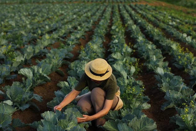 Frau beim Ernten von Kohlgemüse auf dem Feld. Landwirtin bei der Arbeit auf einem Biobauernhof. Ernte im Herbst. Woman picking cabbage vegetable at field. Female farmer working at organic farm. Harvesting at autumn season. (License=RF) ,model released, Symbolfoto Copyright: xZoonar.com ElenaxEsichx 24656617 ,model released, Symbolfoto ,property released