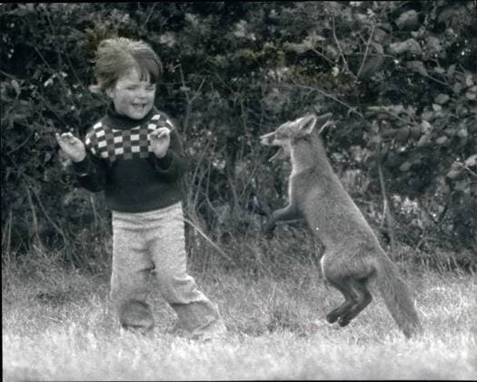 1968 - Secret Friends... Somewhere in East Anglia, four-year-old Christian, is playing hide-and-seek with his sacret pal, a young wild fox, Exactly where, and the boy s surname, have to be kept secret because the boy s father works for a hunting farmer... There relationship between boy and fox has grown since the end of last Summer when the boy found the fox in his parents garden. The cub was exhausted and unable to move, according to Christian s mother. The fox was fed, recovered its strength, and left the safety of the garden. To the family s surprise, the Christian s delight, the fortnight later the animal returned, More scraps were left out, and a tin of dog food found acceptable. Three weeks elapsed, and as hopes of are turn faded, wit - ZUMA1072 19600105_baf_k09_1753 Copyright: xIMAGO KeystonexPicturesxUSAx