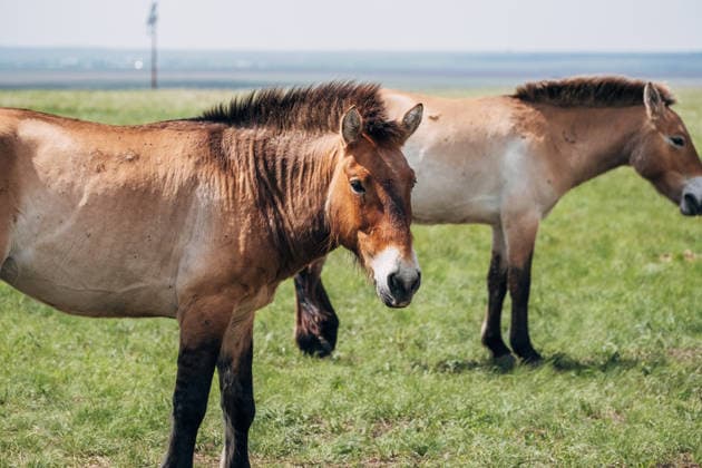 11. Mai 2024, Orenburg-Reservat: Przewalski-Pferd hebt den Kopf und schaut aufmerksam. May 11, 2024, Orenburg Reserve: Przewalski s horse raising its head and looking alert. The animal is listed in the Red Book.. (License=RF) Copyright: xZoonar.com EvgeniiaxParkhomenkox 24682311