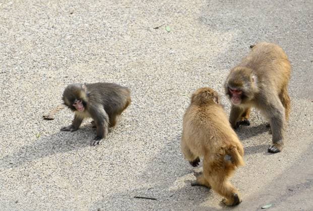 Baby monkey named Punch finds comfort with a stuffed animal CHIBA, JAPAN - FEBRUARY 20 : A Japanese baby monkey named Punch (L) is seen close two adults macaques in a play area at a zoo on February 20, 2026, in north of Tokyo, Chiba Prefecture, Japan. Abandoned by his mother at birth, the baby monkey raised by humans, found comfort with a stuffed animal (not seen). David Mareuil Anadolu Chiba Japan. Editorial use only. Please get in touch for any other usage.  Copyright: x2026xAnadoluxDavidxMareuilx