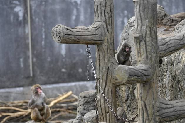 Baby monkey named Punch finds comfort with a stuffed animal CHIBA, JAPAN - FEBRUARY 20 : Baby monkey named Punch is seen in a play area at a zoo on February 20, 2026, in north of Tokyo, Chiba Prefecture, Japan. Abandoned by his mother at birth, the little monkey found comfort with a stuffed animal (not seen). David Mareuil Anadolu Chiba Japan. Editorial use only. Please get in touch for any other usage.  Copyright: x2026xAnadoluxDavidxMareuilx