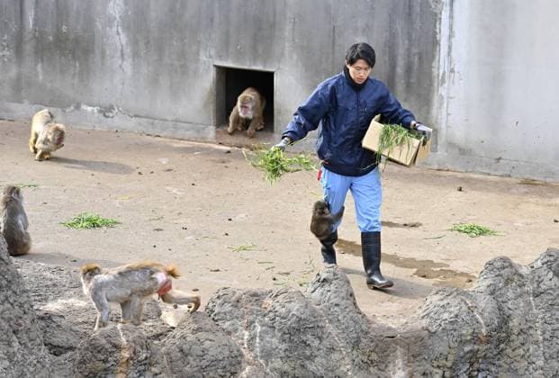 Baby monkey named Punch finds comfort with a stuffed animal CHIBA, JAPAN - FEBRUARY 20 : Baby monkey named Punch is seen clinging to the leg of a zoo worker at a zoo on February 20, 2026, in north of Tokyo, Chiba Prefecture, Japan. Abandoned by his mother at birth, the little monkey found comfort with a stuffed animal (not seen). David Mareuil Anadolu Chiba Japan. Editorial use only. Please get in touch for any other usage.  Copyright: x2026xAnadoluxDavidxMareuilx