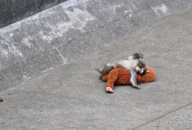 Baby monkey named Punch finds comfort with a stuffed animal CHIBA, JAPAN - FEBRUARY 20 :Baby monkey named Punch is seen with a stuffed animal at a zoo on February 20, 2026, in north of Tokyo, Chiba Prefecture, Japan. Abandoned by his mother at birth, the monkey found comfort with a stuffed animal. David Mareuil Anadolu Chiba Japan. Editorial use only. Please get in touch for any other usage.  Copyright: x2026xAnadoluxDavidxMareuilx